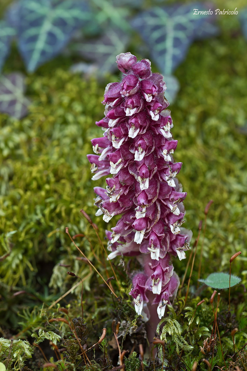 orchidea da determinare - no, Lathraea squamaria